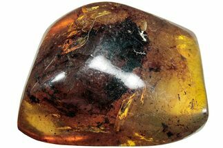 Polished Chiapas Amber ( g) - Mexico #237447