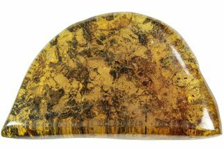 Polished Chiapas Amber ( g) - Mexico #237452