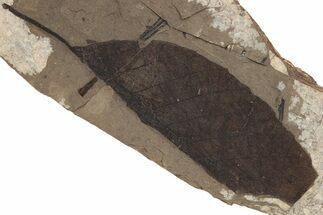 Fossil Leaf (Fagopsis) Plate #237754