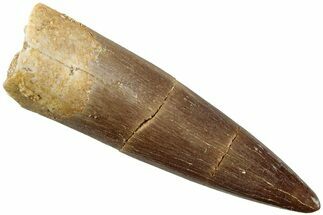 Fossil Plesiosaur (Zarafasaura) Tooth - Morocco #237578