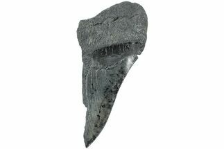 Partial Fossil Megalodon Tooth - South Carolina #235917