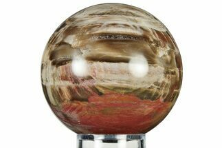 Colorful Petrified Wood (Araucaria) Sphere - Madagascar #237823