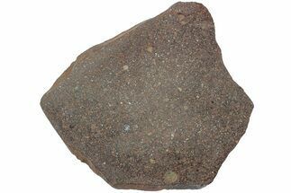 Polished Chondrite Meteorite Slice ( g) - Morocco #238058