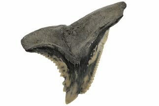 Snaggletooth Shark (Hemipristis) Tooth - Aurora, NC #237905