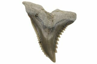 Snaggletooth Shark (Hemipristis) Tooth - Aurora, NC #237933