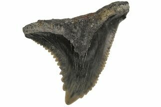 Snaggletooth Shark (Hemipristis) Tooth - Aurora, NC #237961