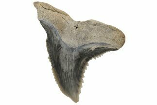 Snaggletooth Shark (Hemipristis) Tooth - Aurora, NC #237972