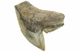 Fossil Tiger Shark (Galeocerdo) Tooth - Aurora, NC #238004