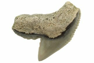 Fossil Tiger Shark (Galeocerdo) Tooth - Aurora, NC #238005