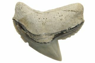 Fossil Tiger Shark (Galeocerdo) Tooth - Aurora, NC #238007