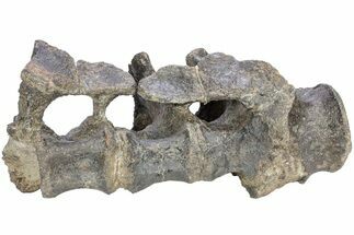 Fossil Iguanodont Dinosaur (Mantellisaurus?) Sacrum - England #238080