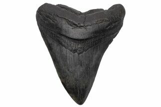 Fossil Megalodon Tooth - South Carolina #236076