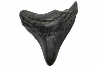 Fossil Megalodon Tooth - South Carolina #236359