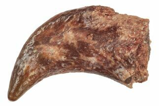 Fossil Dinosaur or Reptile Claw - Kem Kem Beds, Morocco #238362