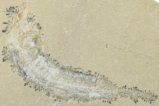 Cretaceous Fossil Fish - Lebanon #238352
