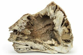 Agatized Fossil Coral Geode - Florida #188139