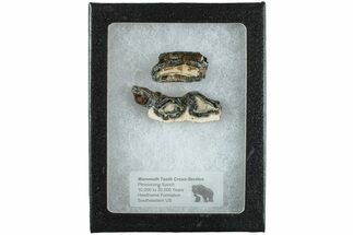 Mammoth Molar Slices with Case - South Carolina #238441