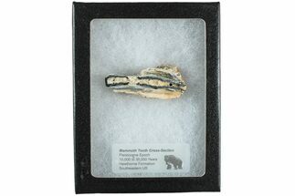 Mammoth Molar Slice with Case - South Carolina #238446