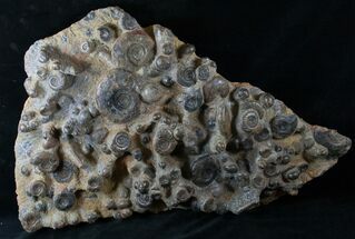 Wide Ammonite Plate - Over Ammonites #14317