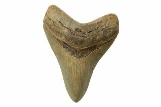 Serrated, Fossil Megalodon Tooth - North Carolina #236784