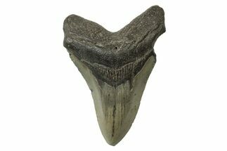 Fossil Megalodon Tooth - North Carolina #236796