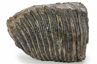 Partial Fossil Woolly Mammoth Upper M Molar - Siberia #238756
