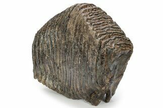Fossil Woolly Mammoth Upper M Molar - Siberia #238761