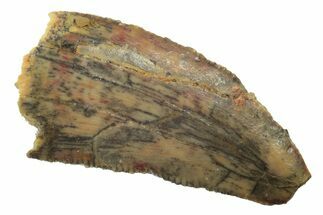 Serrated, Raptor Tooth - Real Dinosaur Tooth #238557