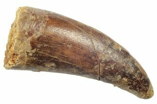 Serrated, Theropod (Deltadromeus?) Pre-Max Tooth - Morocco #238568