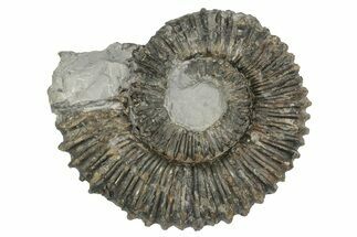 Aegocrioceras Ammonite - Germany #139347