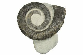 Early Devonian Ammonite (Anetoceras) - Tazarine, Morocco #154313
