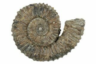 Aegocrioceras Ammonite - Germany #139344