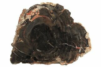 Polished Triassic Petrified Wood Slab - Arizona #239333