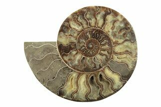 Large, Cut & Polished Ammonite Fossil (Half) - Madagascar #239228
