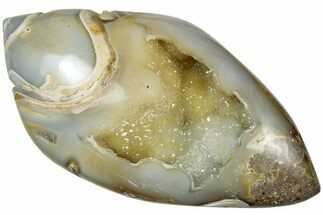 Chalcedony Replaced Gastropod With Sparkly Quartz - India #239299