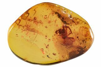 mm Fossil Spider (Araneae) in Baltic Amber #147831