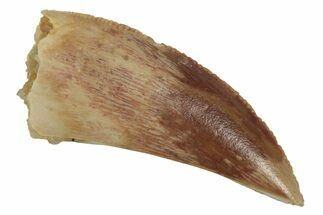 Bargain, Raptor Tooth - Real Dinosaur Tooth #186124