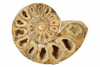 Jurassic Cut & Polished Ammonite Fossil (Half) - Madagascar #239398