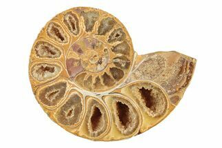 Jurassic Cut & Polished Ammonite Fossil (Half) - Madagascar #239417