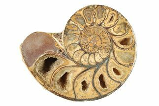 Jurassic Cut & Polished Ammonite Fossil (Half) - Madagascar #239418