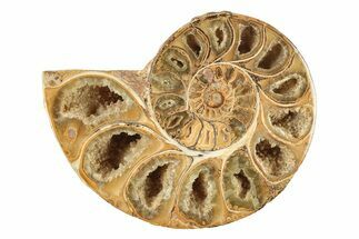 Jurassic Cut & Polished Ammonite Fossil (Half) - Madagascar #239436