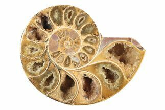 Jurassic Cut & Polished Ammonite Fossil (Half) - Madagascar #239452