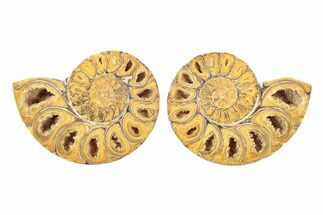 Jurassic Cut & Polished Ammonite Fossil - Madagascar #239362