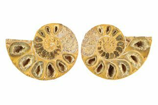 Jurassic Cut & Polished Ammonite Fossil - Madagascar #239375