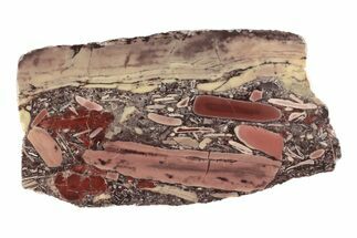 Polished Domal Stromatolite Section - Billion Years Old #239928
