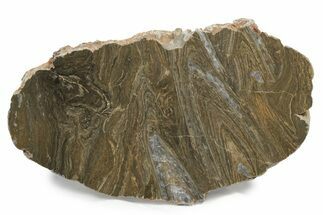 Polished Mesoproterozoic Stromatolite (Conophyton) - Australia #239951