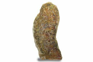 Free-Standing, Polished Dendritic Opal (Moss Opal) - Australia #239958