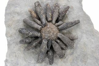 Jurassic Fossil Urchin (Reboulicidaris) - Amellago, Morocco #240003