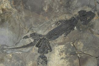 Discosauriscus (Permian Reptiliomorph) - Franchesse, France #240033