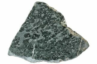 Polished Stromatolite (Alcheringa) Section - Billion Years #239943
